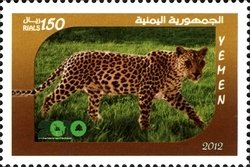 Leopard (Panthera pardus)