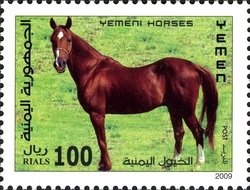 Yemen Horse (Equus ferus caballus)