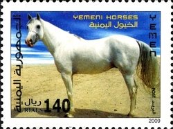 Yemen Horse (Equus ferus caballus)