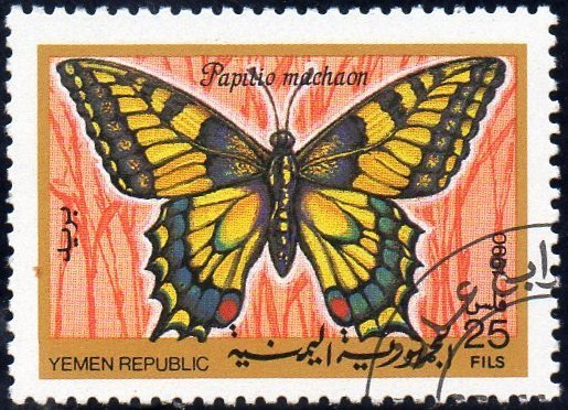 Swallowtail (Papilio machaon)
