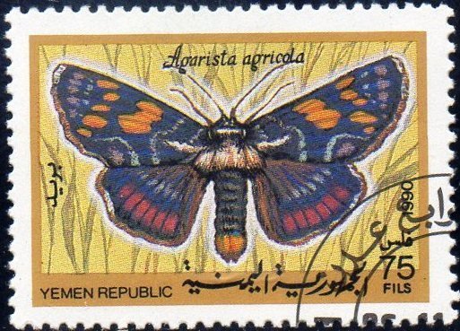 Joseph's Coat Moth (Agarista agricola)
