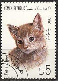 Domestic Cat (Felis silvestris catus)