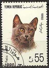 Domestic Cat (Felis silvestris catus)