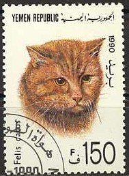 Domestic Cat (Felis silvestris catus)