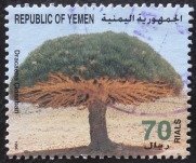 Dracaena cinnabari