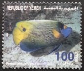 Blueface Angelfish (Pomacanthus xanthometopon)