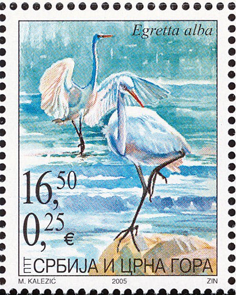Great Egret (Egretta alba)