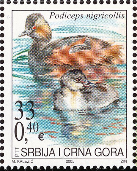 Black-necked Grebe (Podiceps nigricollis