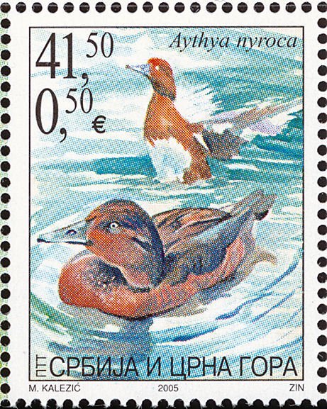 Ferruginous Duck (Aythya nyroca)
