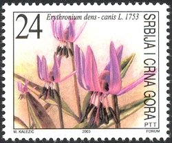 Dogtooth violet (Erythronium dens-canis)