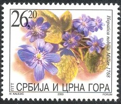 Hepatica nobilis Miller 1768