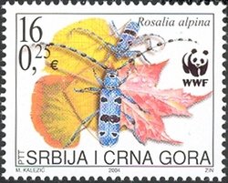 Rosalia Longicorn (Rosalia alpina)