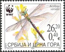 Green Hawker (Aeshna viridis)