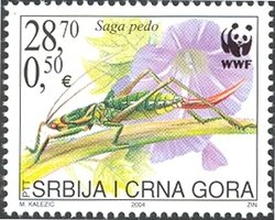 Predatory Bush Cricket (Saga pedo)
