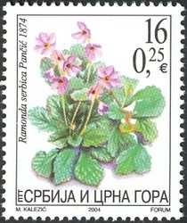Ramonda serbica