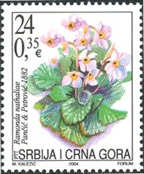 Ramonda nathaliae