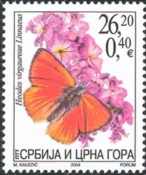 Scarce Copper (Heodes virgaureae)