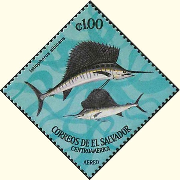 Atlantic Sailfish (Istiophorus albicans)