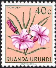 Ipomea