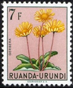 Gerbera