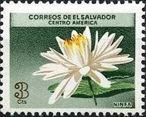 Ninfa