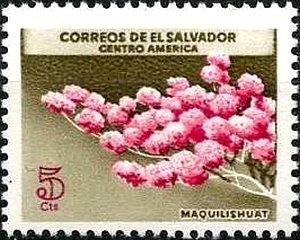 Tabebuia pallida