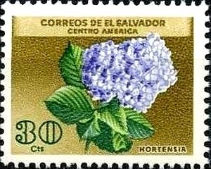 Hortensia