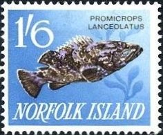 Giant Grouper (Epinephelus lanceolatus)