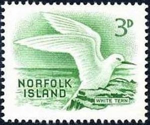 White Tern (Gygis alba)
