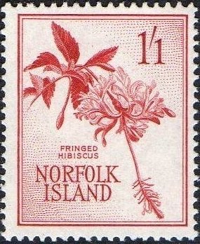 Fringed Hibiscus