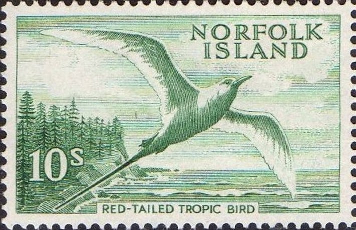 Red-tailed Tropicbird (Phaethon rubricauda)
