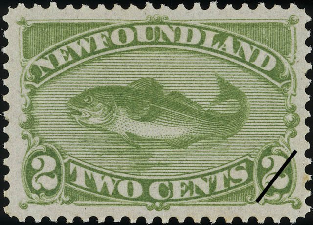 Atlantic Cod (Gadus morrhua)