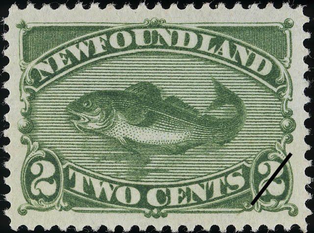Atlantic Cod (Gadus morrhua)