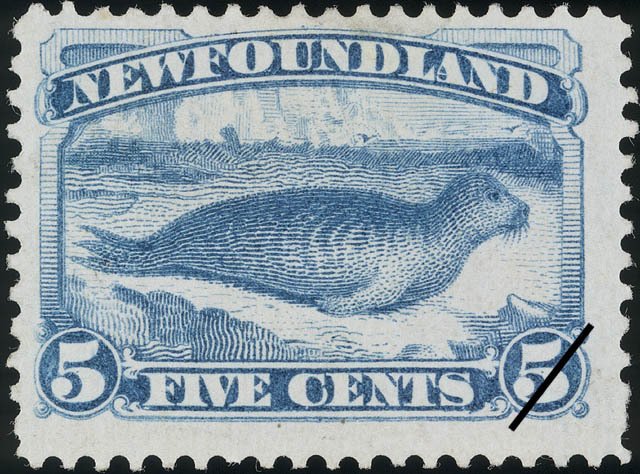 Harbor Seal (Phoca vitulina)