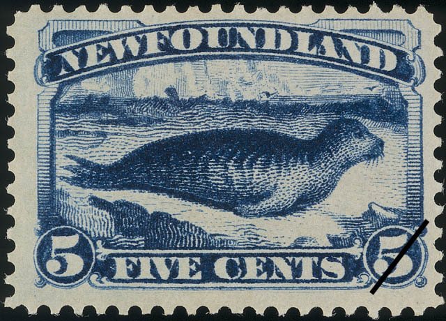 Harbor Seal (Phoca vitulina)