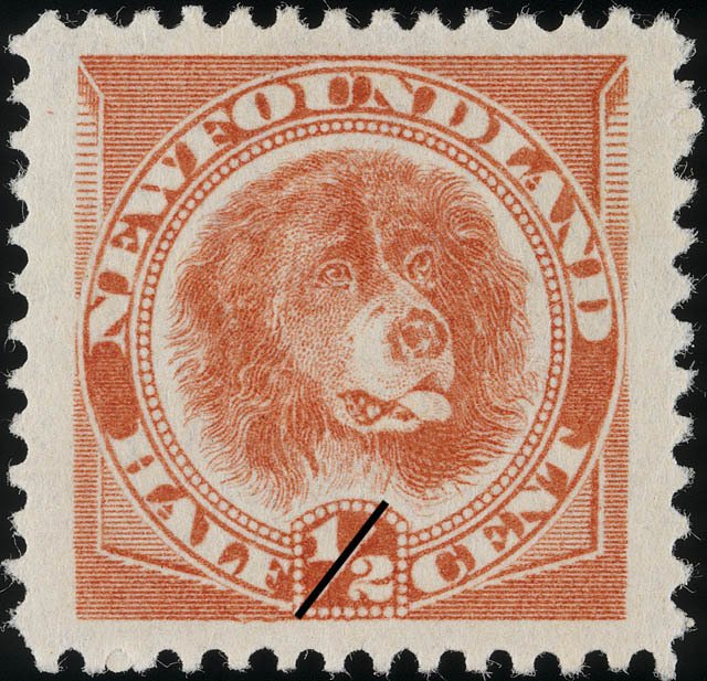 Newfoundland Dog (Canis lupus familiaris)