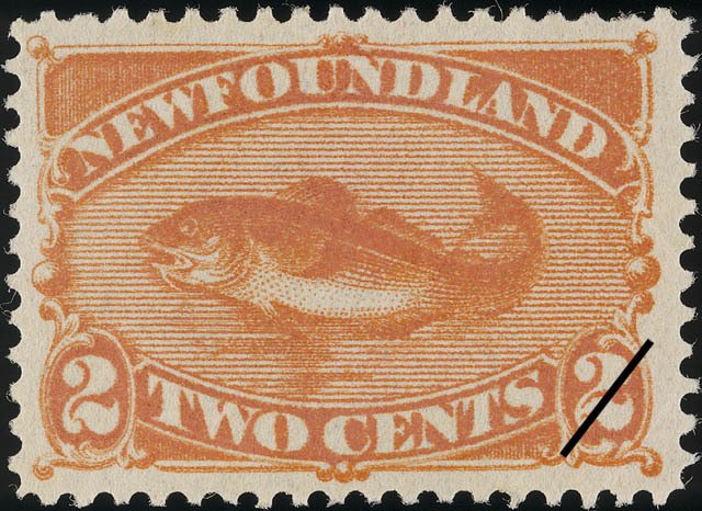 Atlantic Cod (Gadus morrhua)