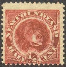 Newfoundland Dog (Canis lupus familiaris)