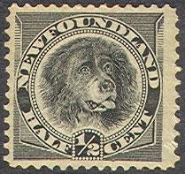 Newfoundland Dog (Canis lupus familiaris)