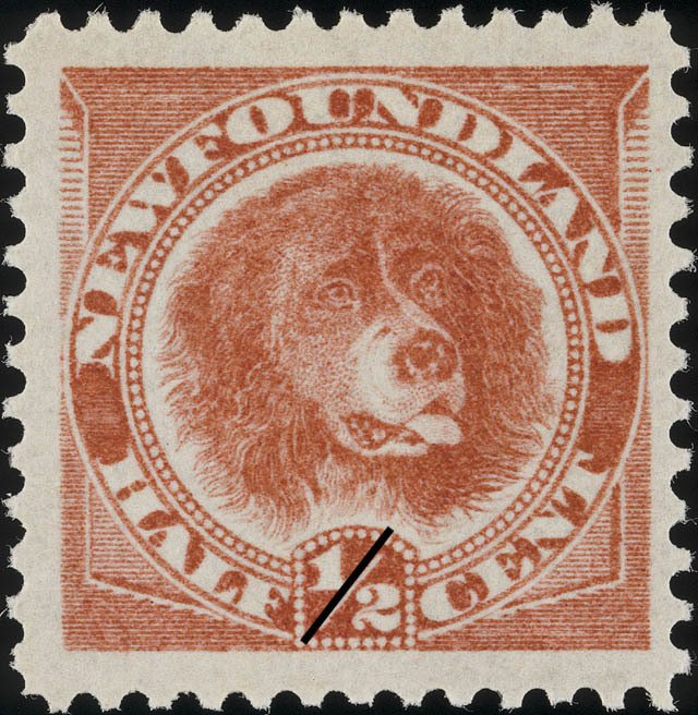 Newfoundland Dog (Canis lupus familiaris)