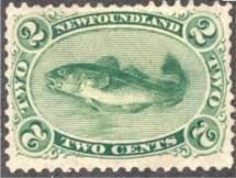Atlantic Cod (Gadus morrhua) 