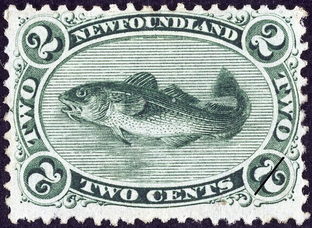 Atlantic Cod (Gadus morrhua)