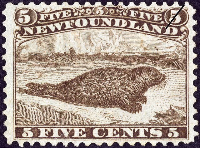 Harbor Seal (Phoca vitulina)