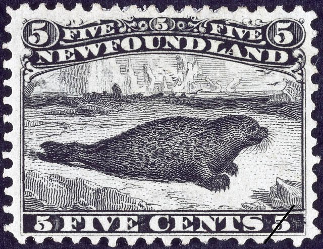 Harbor Seal (Phoca vitulina)