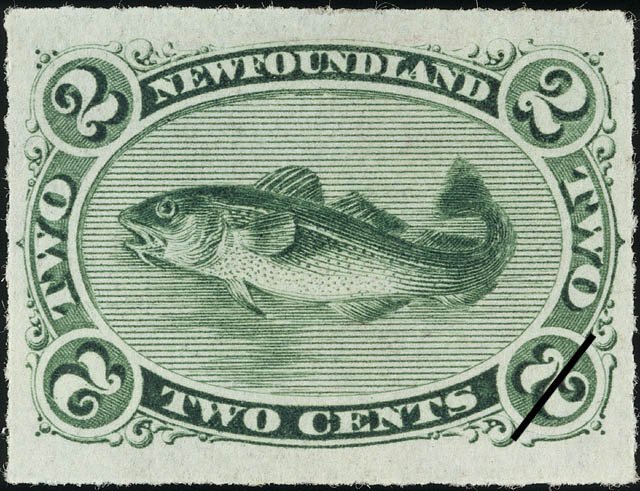 Atlantic Cod (Gadus morrhua)