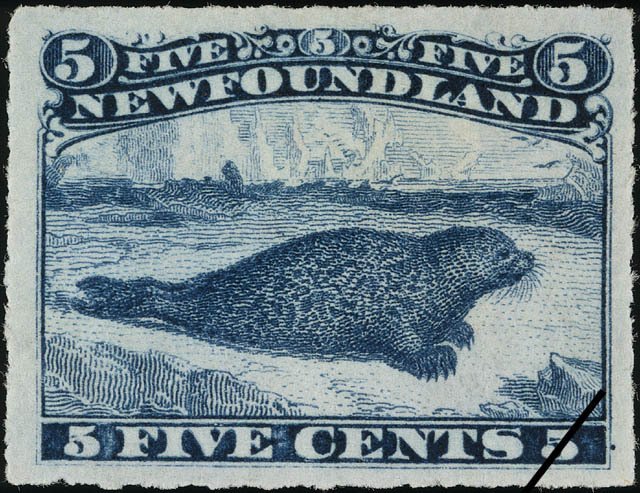 Harbor Seal (Phoca vitulina)
