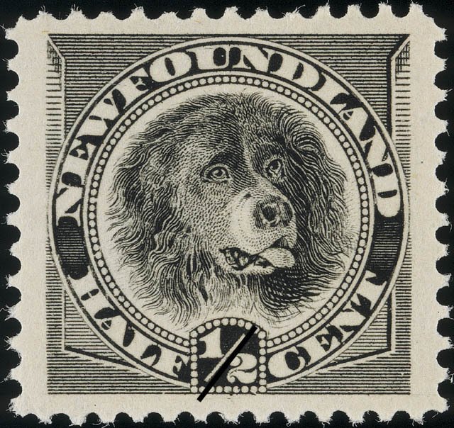 Newfoundland Dog (Canis lupus familiaris)