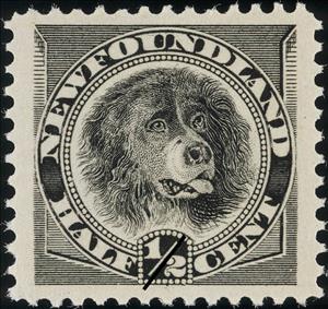 Stamp, Newfoundland Dog (Canis lupus familiaris), Newfoundland,  , Dogs