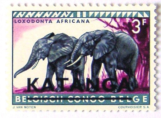 African Elephant (Loxodonta africana)