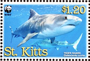 Tiger Shark (Galeocerdo cuvier)